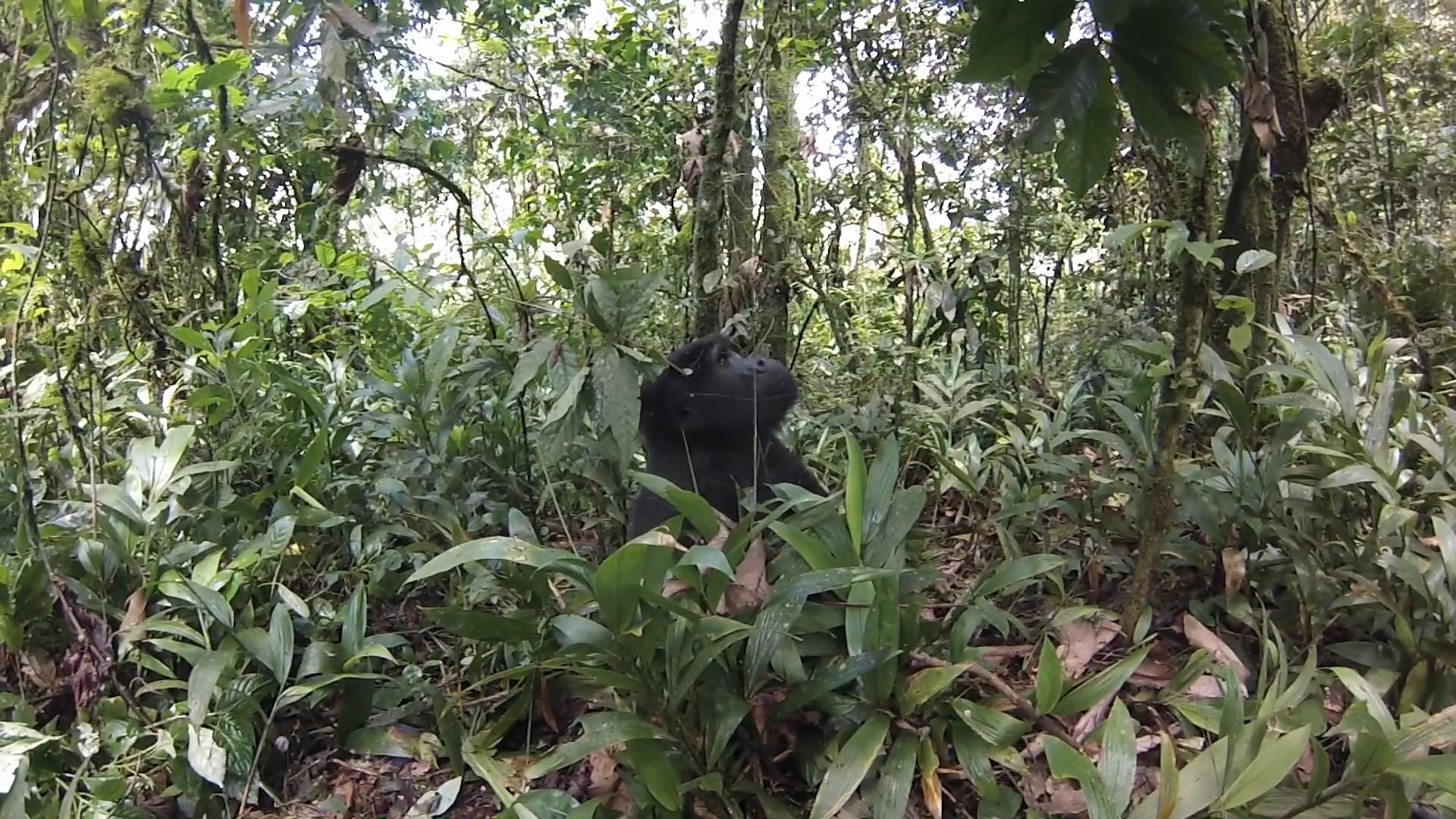 Gorilla Trekking, Bwindi, Uganda