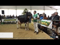 Vacas de más de 6 años