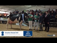 Vaca adulta campeona