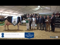 Vaca gran campeona