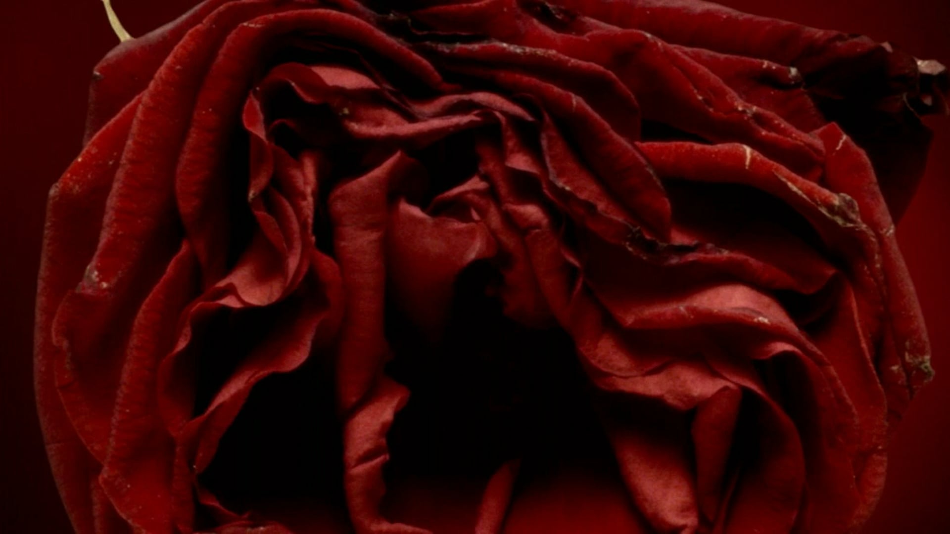NHS blood and transplant - The Rose