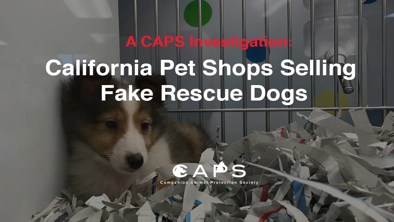 A CAPS Investigation: California Pet Shops Selling Fake Rescue Dogs on ...