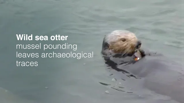 The Quest for an Archaeology of Sea Otter Tool Use