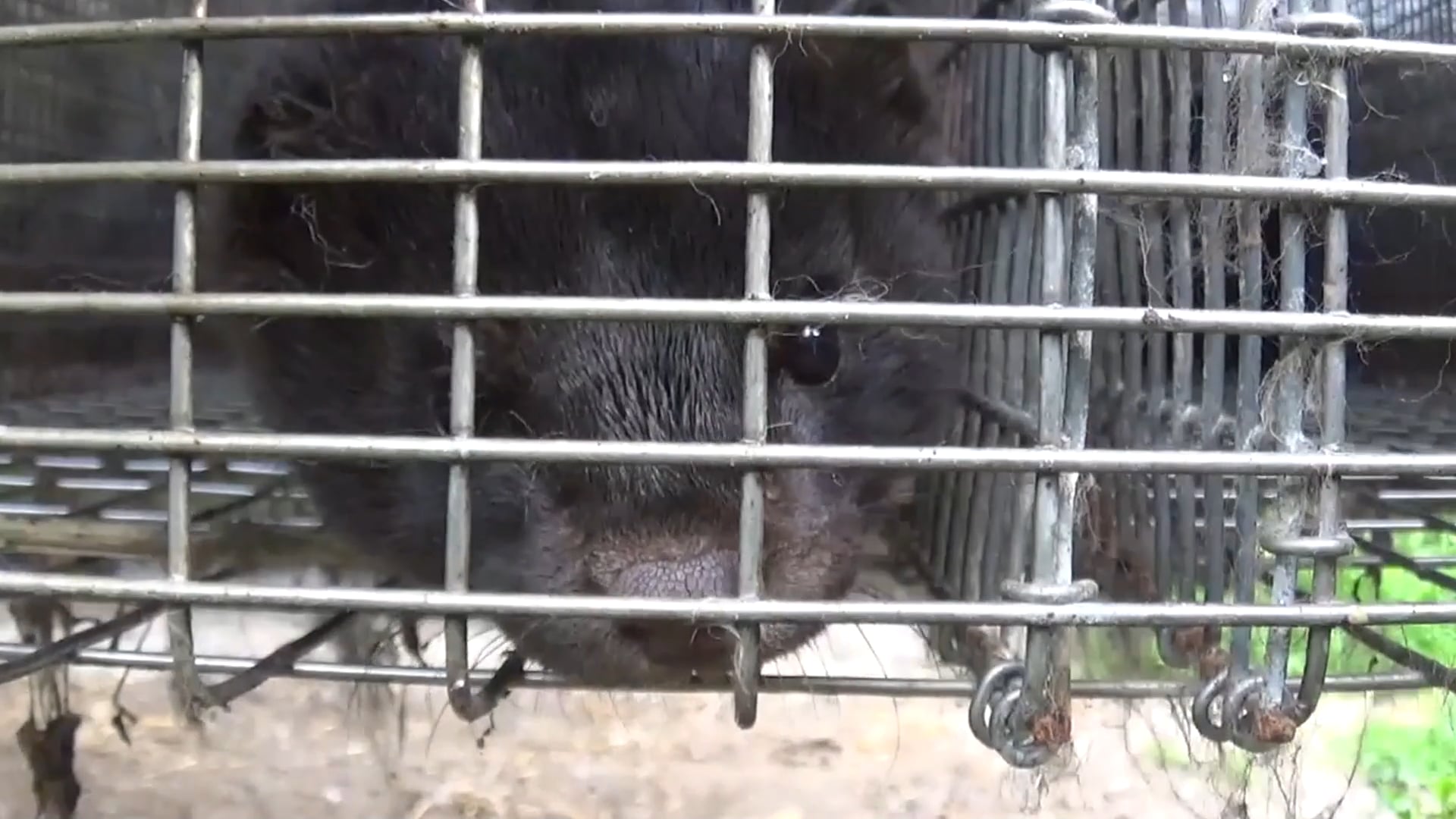 Ide o chlp! Podmienky na kožušinovej farme na Slovensku
