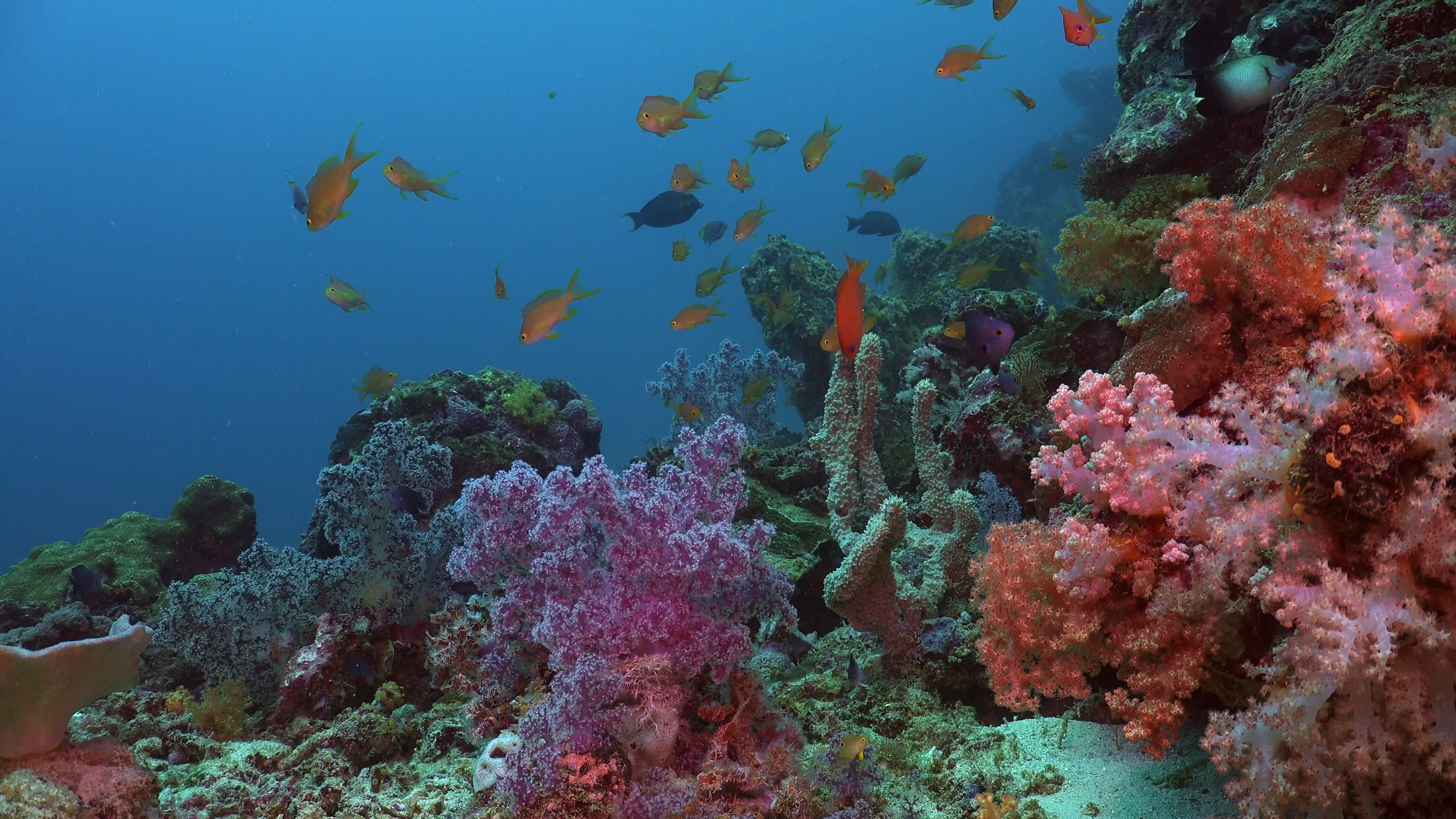 Красивые коралловые рифы. Рифы красного моря. Риф коралловый 54546. Коралловые рифы красного моря. Риф Шарм-Эль-Шейх.