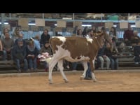 Terneras de 11 a 13 meses