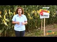 Presentación de variedades de millo Dekalb