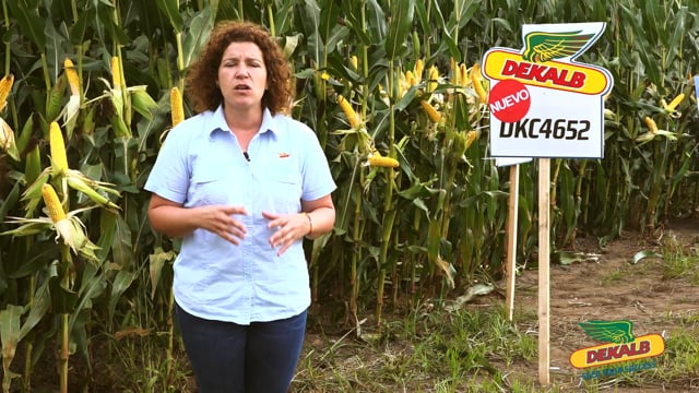 Presentación de variedades de millo Dekalb