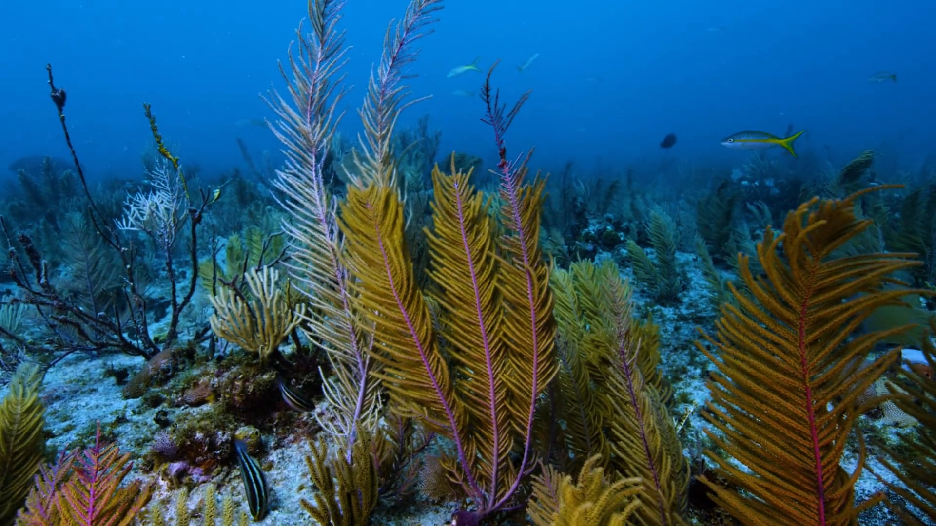 IntelliReef, Three Test Sites in St. Maarten