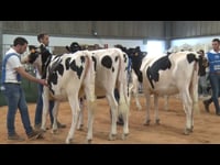 Terneras de 14 a 16 meses