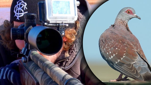 Airgun 101 Hunting Speckled Pigeons In South Africa Pigeon Paradise Episode 1