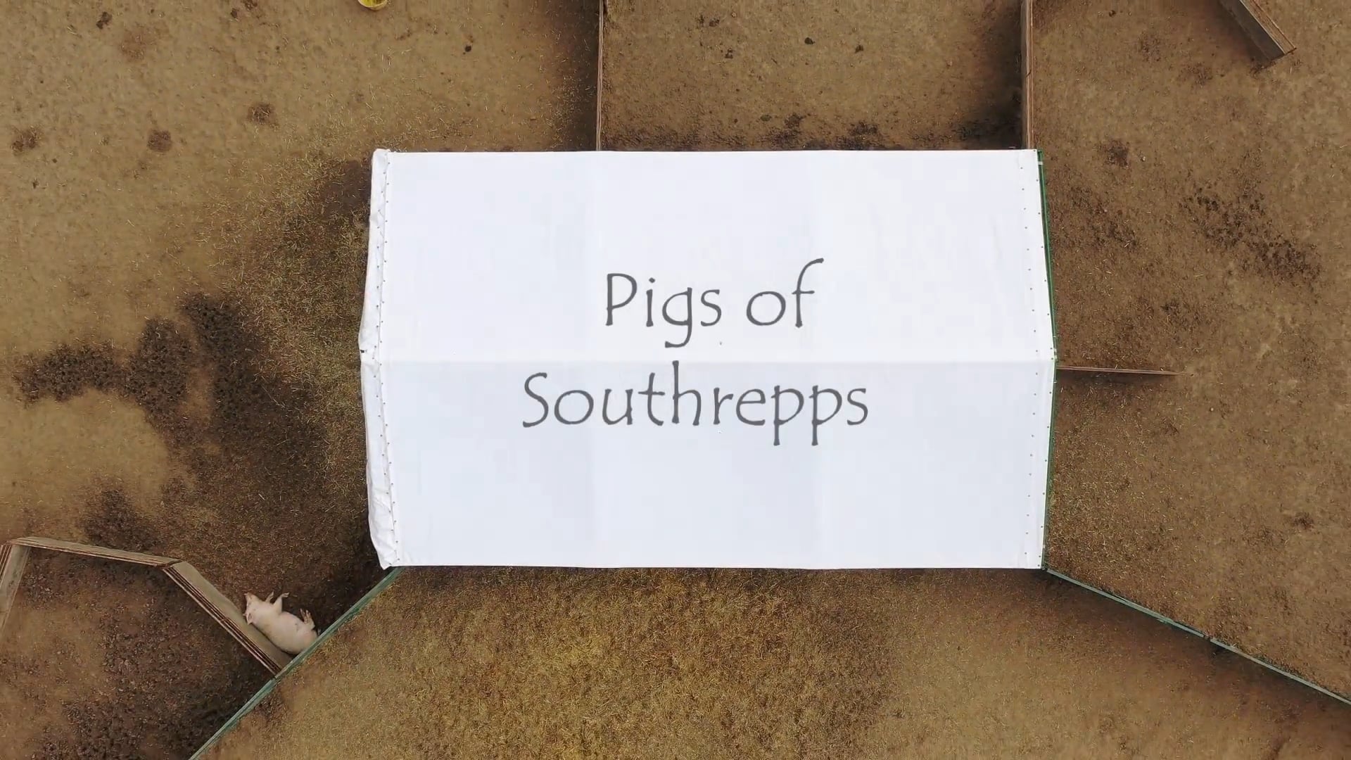 Southrepps - Pigs