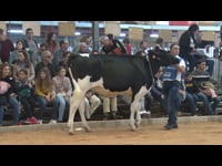 Novillas de 17 a 19 meses