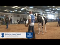 Novillas de 20 a 22 meses