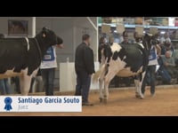 Novillas de 23 a 26 meses