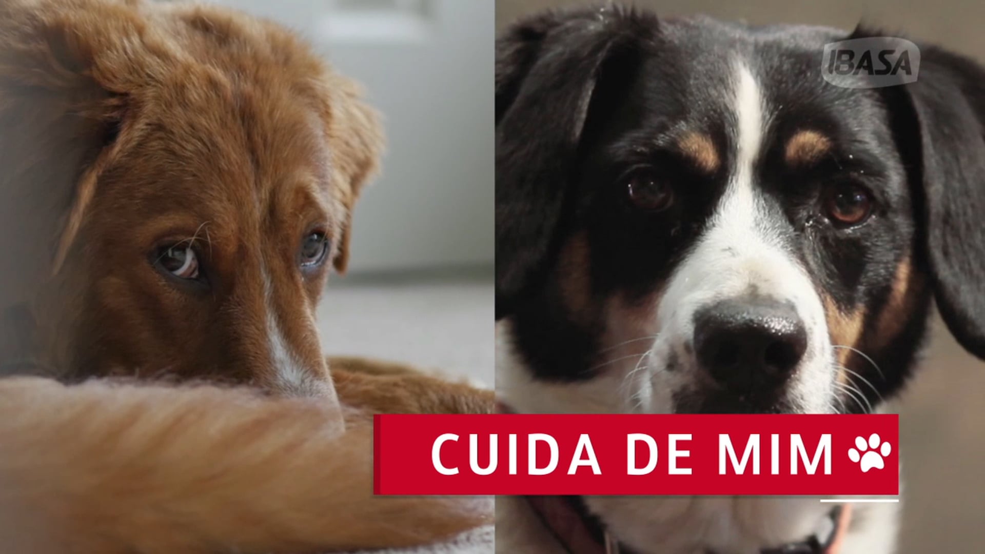 CONTEÚDO & TRANSMÍDIA