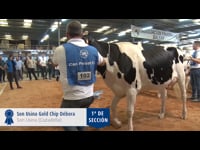 Vacas hasta 30 meses