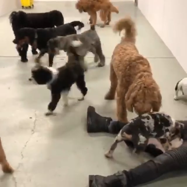 Cali K9® Dog Training Channel on Vimeo