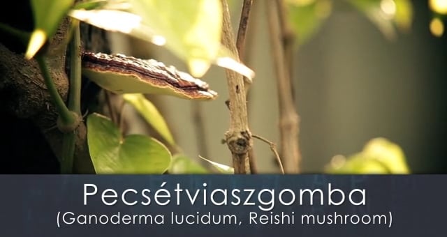 A DXN Ganoderma jótékony hatásai