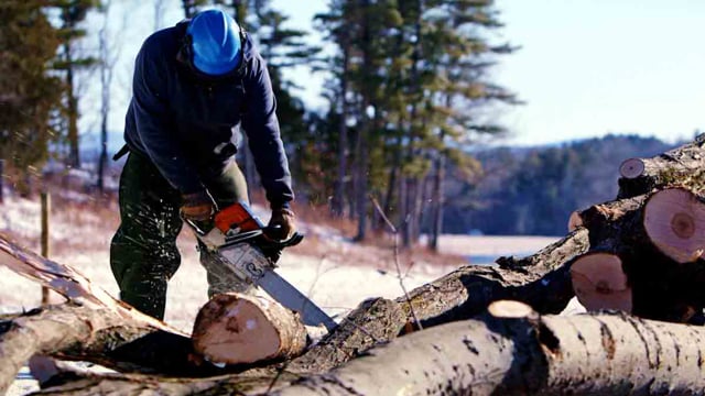 Sustainable Forestry