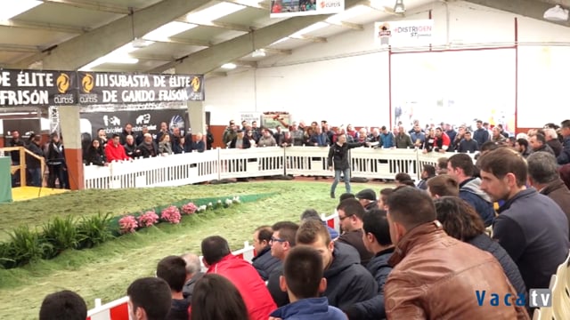 III Subasta de Élite de Ganado Frisón
