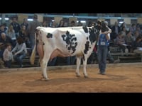 Vacas de 6 años o más