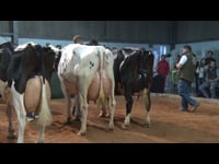 Vacas en produción de máis de 50.000 kg