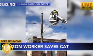 Verizon Worker Suspended for Rescuing Cat Off Utility Pole