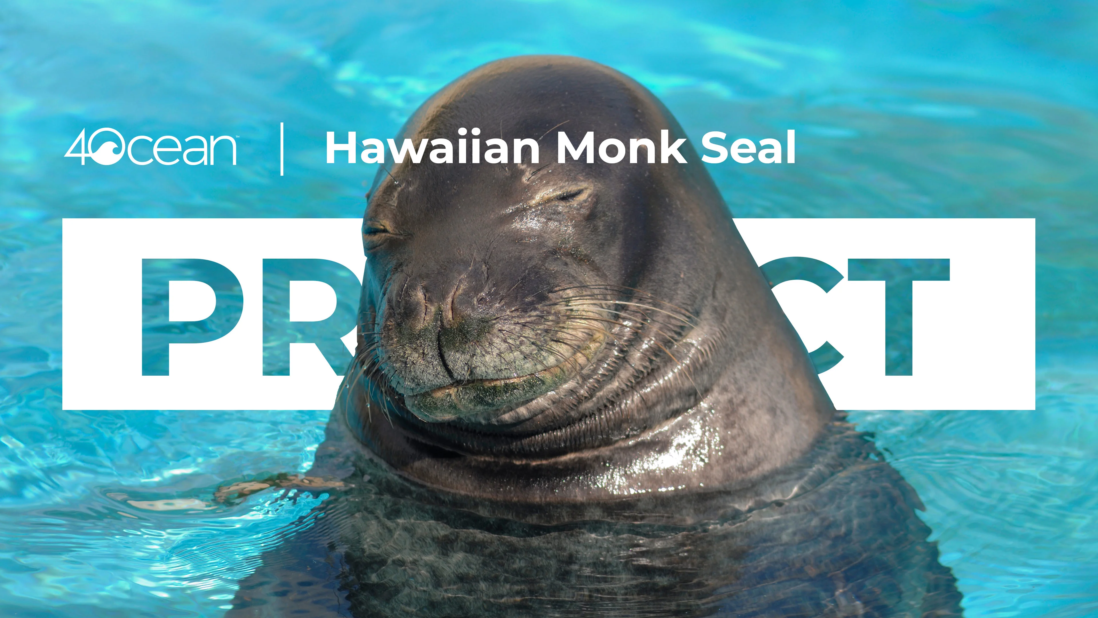 Hawaiian Monk Seal