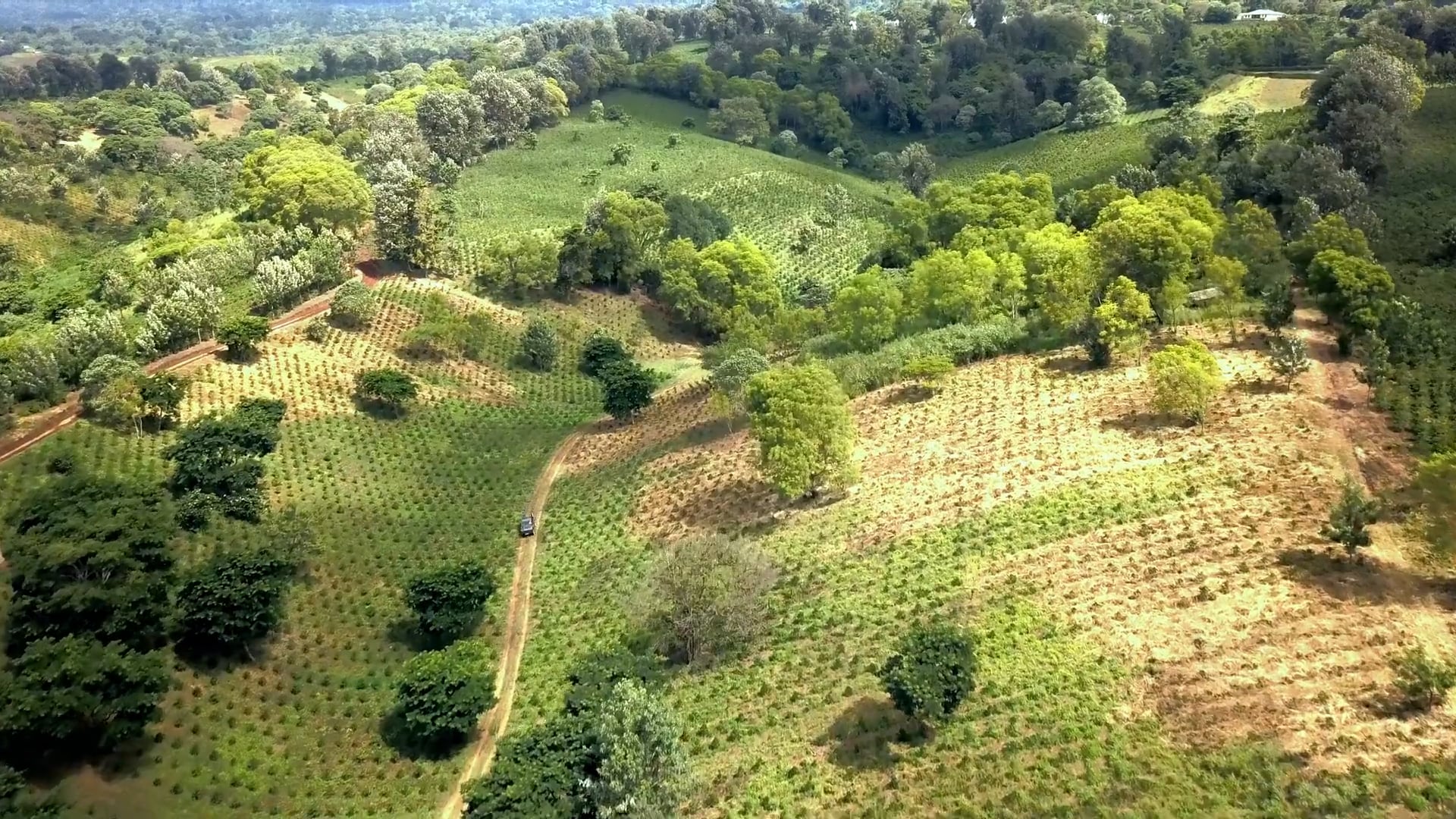 Kifaru Coffee - The Farm