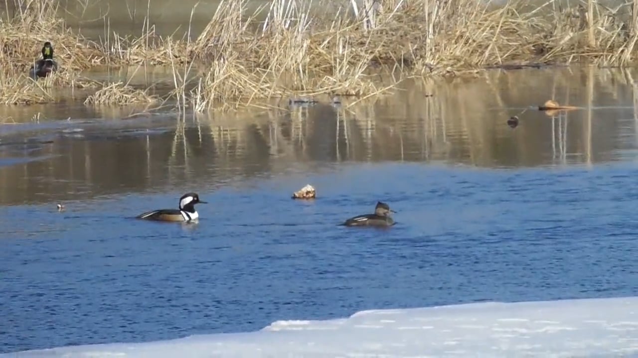 Ducks on Vimeo