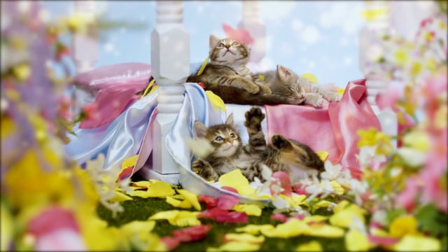 Purrfection