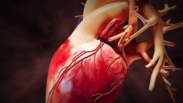 3D Heart Animation: Cardiology and Human Heart Animation | Elara