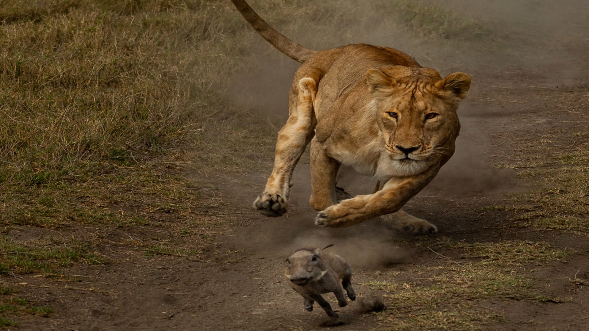 Hunting Lions on Vimeo