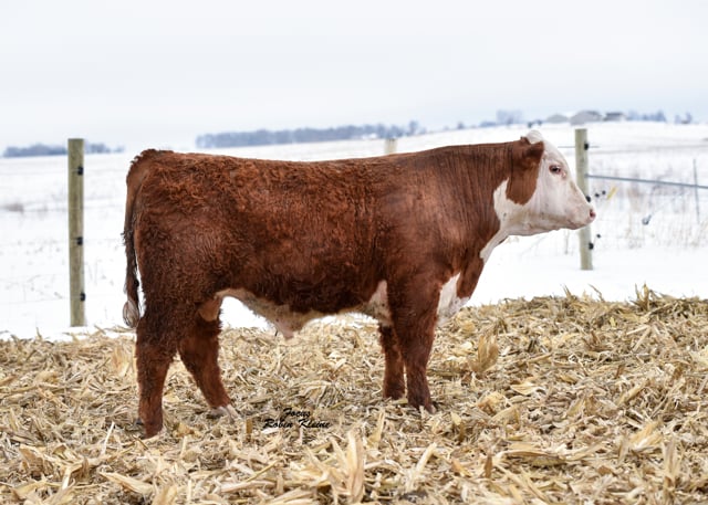 Lot #3F - WALSH C124 BRINLEY 3F