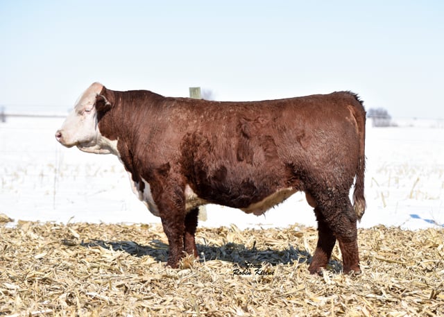 Lot #71 - WALSH SMAK 1B SPOT ON 7-1