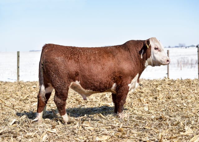 Lot #79 - WALSH SMAK 9B THROTTLED UP 7-9