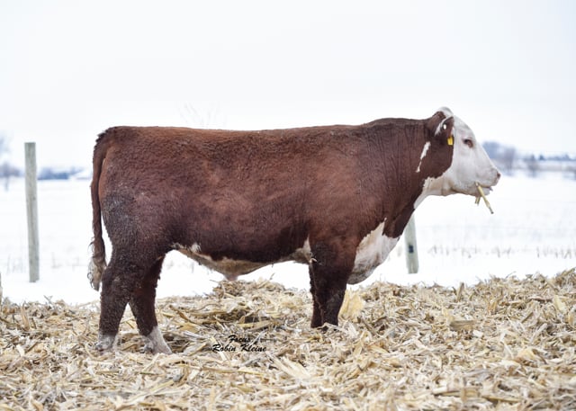 Lot #721 - WALSH SMAK 2B SPOT ON 721
