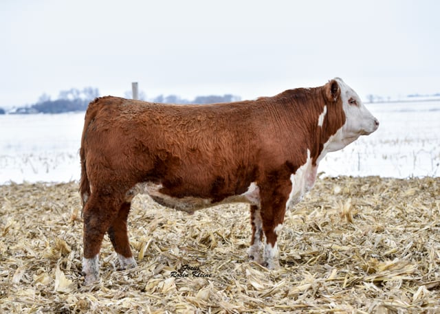 Lot #27F - WALSH STANDING OVATION 168B ET
