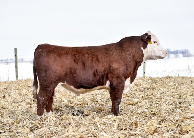 Lot #717 - WALSH SMAK 17B THROTTLED 717