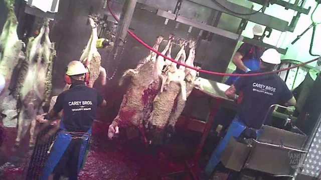 human being slaughtered