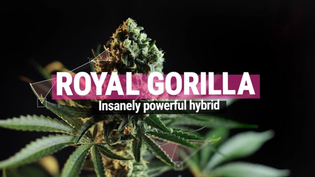 Royal Gorilla Glue Strain 🦍 Cannabis Seeds - Royal Queen Seeds