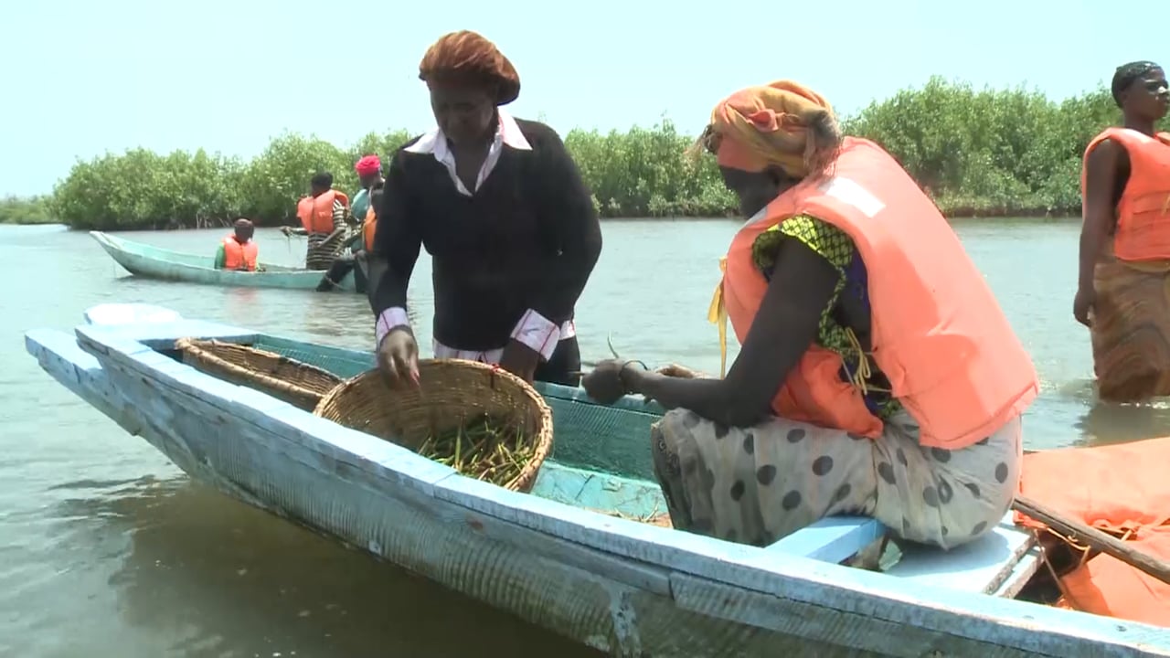 Money in the Mangroves, a video by Ashley Fent and Judith Carney
