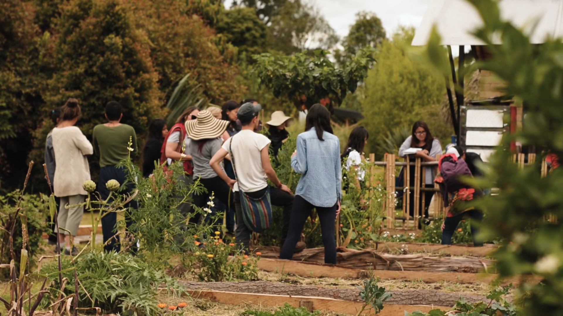 PLANTAS MEDICINALES ORGANIZMO