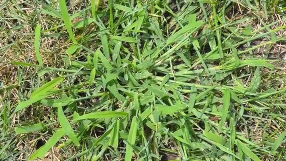Tips from Toby Crabgrass Prevention & Spring Lawn Care