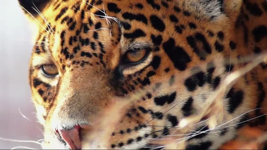 72 Dangerous Animals Latin America (Netflix) on Vimeo