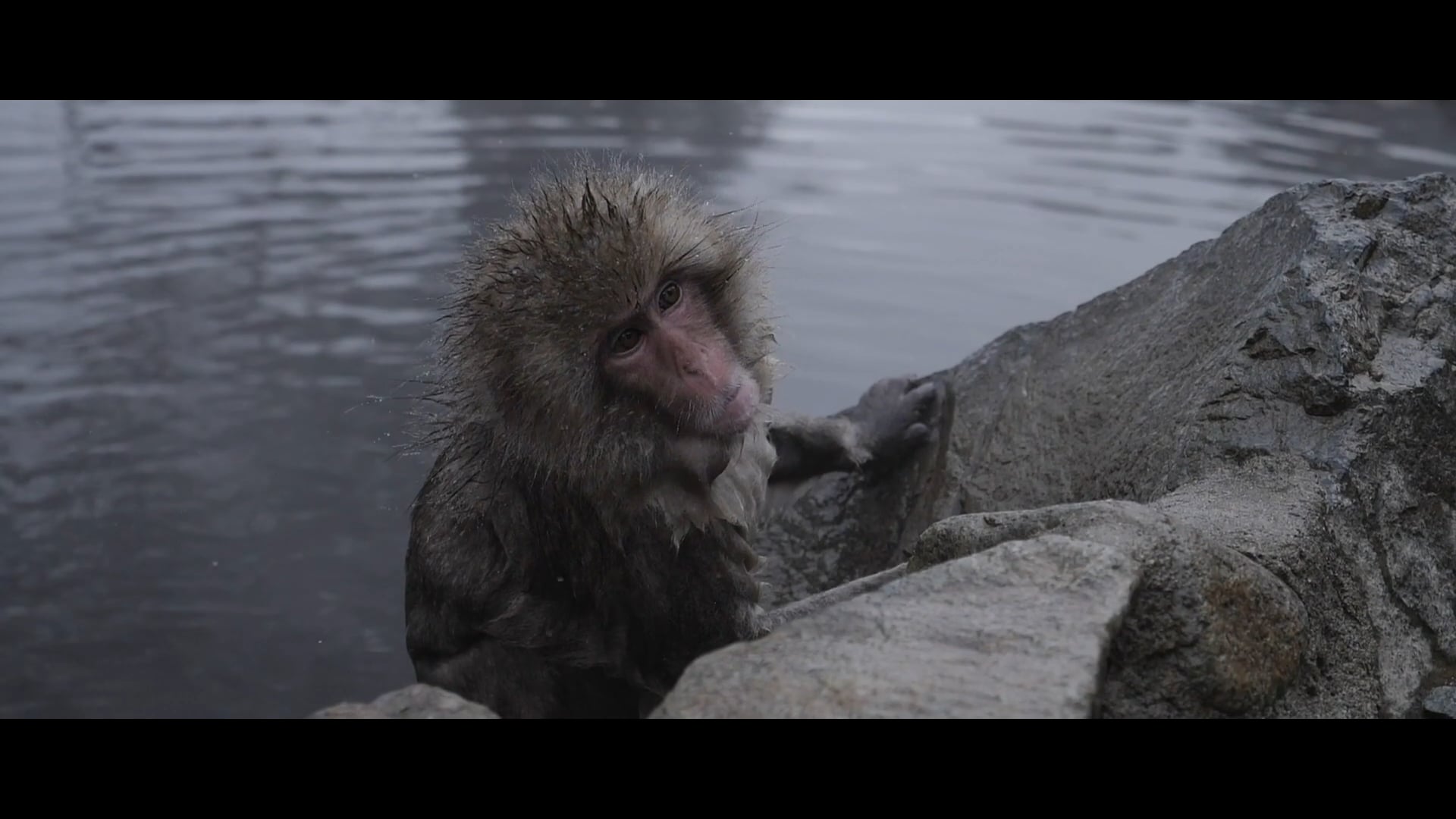 SNOW MONKEYS