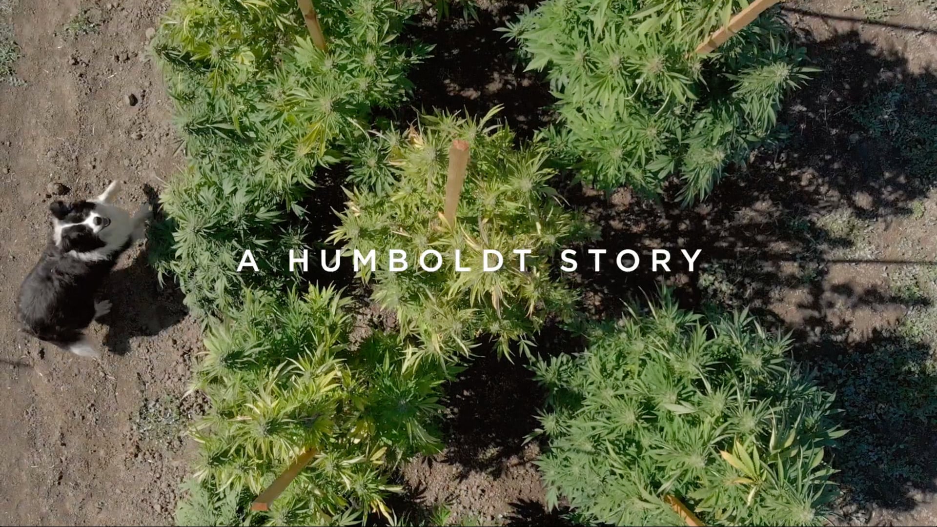 A Humboldt Story - Documentary (20min)