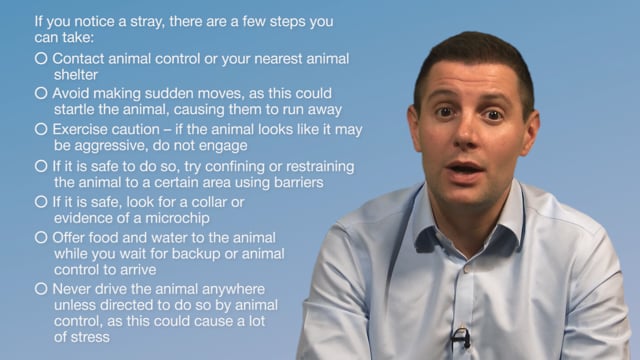 Module 01: Stray and Feral Welfare Management - Video Thumbnail