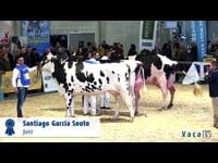 Vacas intermedias de 3 anos